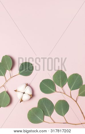 Cotton Flowers And Green Eucalyptus Twig On Pastel Pink Background. Flat Lay, Top View, Copy Space.