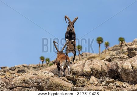 Very Rare Walia Ibex Fighting, Capra Walia, Rarest Ibex In World. Only About 500 Individuals Survive