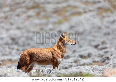 Ethiopian Wolf, Canis Simensis, Ethiopia