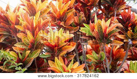 Codiaeum Variegatum, Orange Jasmine. Outstanding Colorful, Multicolor And Leaf-shaped Texture. Ornam