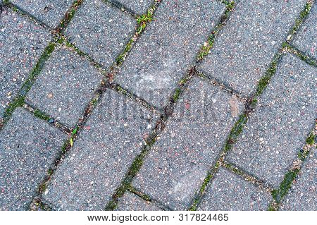 Rectangular Paving Slabs, Moss Growth Between The Elements Of Paving Slabs