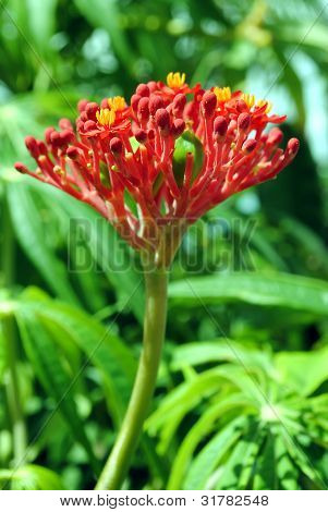 Jatropha podagrica