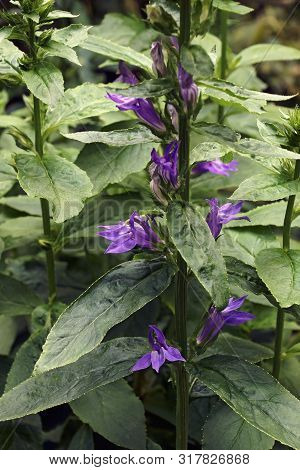Blue Cardinal Flower (lobelia Siphilitica). Called Great Blue Lobelia And Great  Lobelia Also.