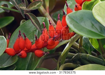 Baby Rubberplant (peperomia Obtusifolia Variegata). Known As Pepper Face Also.