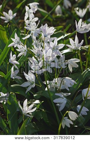 Mishchenko Squill (scilla Mischtschenkoana Tubergeniana). Known As Early Squill And White Squill Als