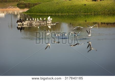 Beautiful Morning Beside The Lake With Seagalls And White Birds Flying Over The Water Forming Reflec