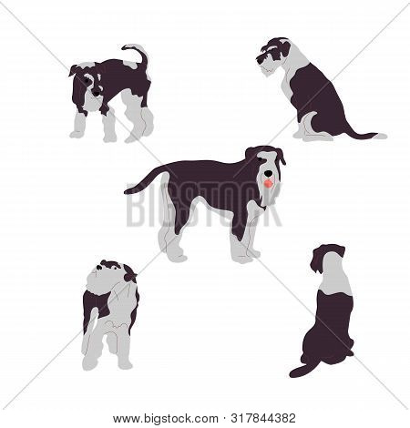 Set Of Terrier Dogs, Collection Of Dog Poses. Isolated On White Background. Flat Style Cartoon Stock