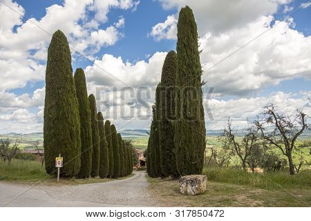 View On Cypress Alley In Toscany, Italy.