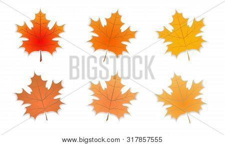 Group Of Signle Autumn Leaf With Defferent Color. Set Of Autumn Maple Leaf With Shadow. Vector Illus