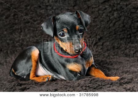 Lille Pinscher hvalp