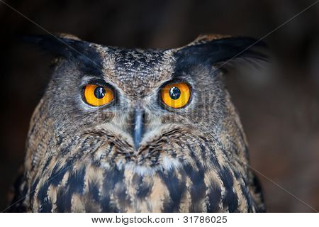Close de um Eurasian Bufo-real (Bubo bubo)
