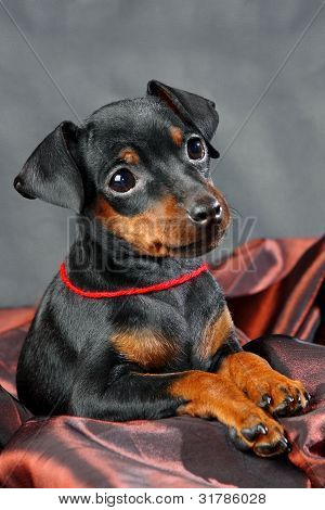 Lille Pinscher hvalp