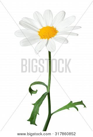 White Daisy (marguerite) Isolated On White Background, Including Clipping Path. Germany