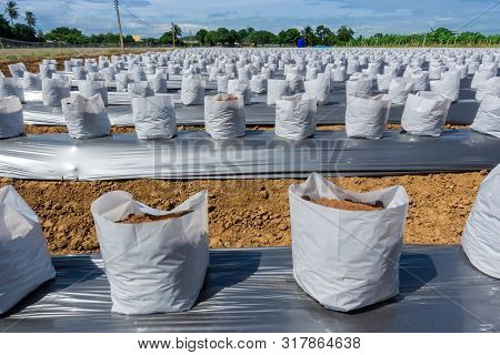 Row Fo Coconut Coir In Nursery White Bag For Farm With Fertigation , Irrigation System To Be Used Fo