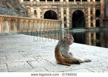 Monkey temple Galwar Bagh i Jaipur, Indien