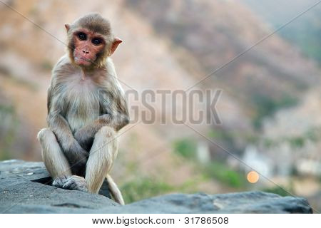 Monkey temple Galwar Bagh i Jaipur, Indien