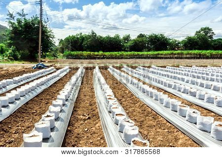 Row Fo Coconut Coir In Nursery White Bag For Farm With Fertigation , Irrigation System To Be Used Fo