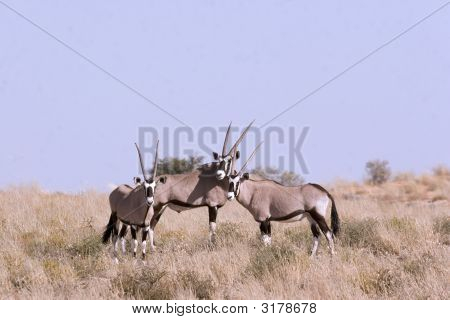 Oryks południowy w transgraniczny Park Narodowy Kgalagadi