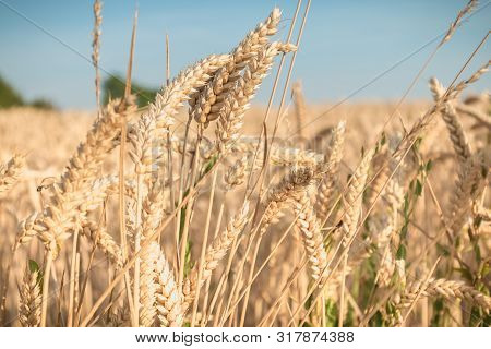 Close Up Of Ears Of Durum Wheat In A Field Before Harvest