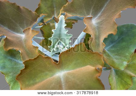 Full Frame Detail Shot Showing Some Felt Bush Leaves