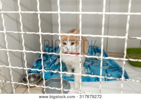 Alone Cat In Shelter Cage In Clinic.