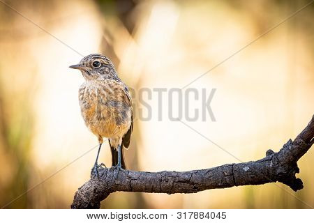 Saxicola Rubicola Or Tarabilla Comun Perched On Trunck