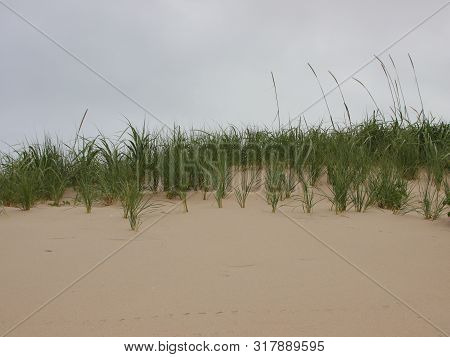 Top Of Sand Dune At West Coast Of Denmark With Wild Rye And Beachgrass