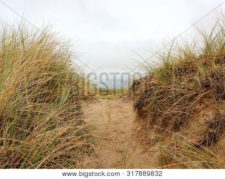 Path Through Sand Dune With Wild Rye And Beachgrass In Denmark