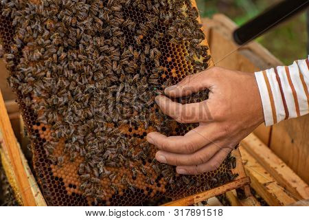 Closeup Of Hands Beekeeper Holding A Honeycomb Full Of Bees. Beekeeper Inspecting Honeycomb Frame At