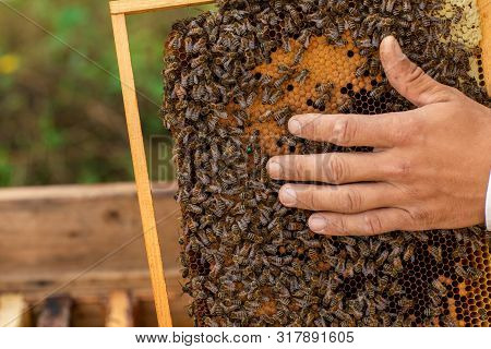 Closeup Of Hands Beekeeper Holding A Honeycomb Full Of Bees. Beekeeper Inspecting Honeycomb Frame At