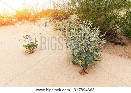 Feverweed Prickly Plant Closeup On Beach Sand. Bushes Of Blooming Eryngium Plants Are Growing Among 
