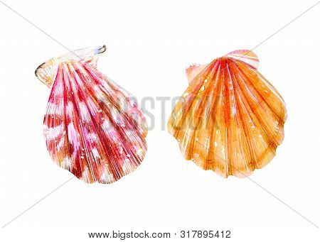 Set Of Two Isolated Sea Scallops. Pink Mother-of-pearl And Yellow Clam Pectinidae. Nature Of The Oce
