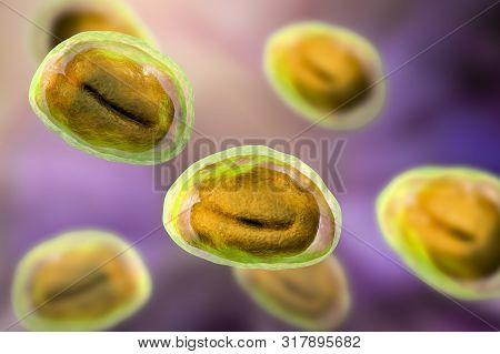 Eggs Of Helminths Enterobius Vermicularis Containing Worm Larva. Threadworm Which Cause Enterobiasis