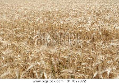 Background Of Ripening Ears Of Meadow Wheat Field. Rich Harvest.