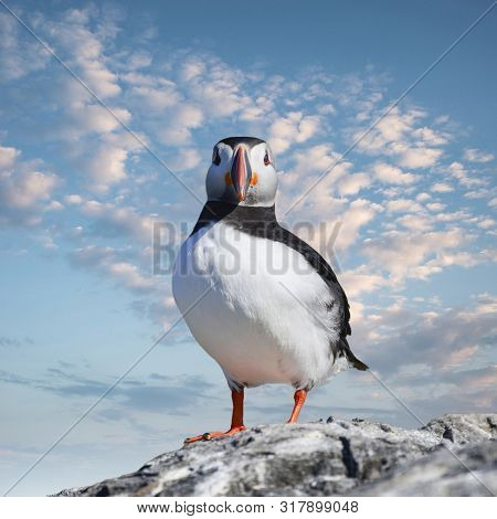 Beautiful Atlantic Puffin Or Comon Puffin Fratercula Arctica In Northumberland England On Bright Spr