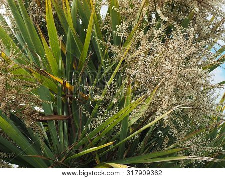 Cabbage Palm Tree (sabal Palm)