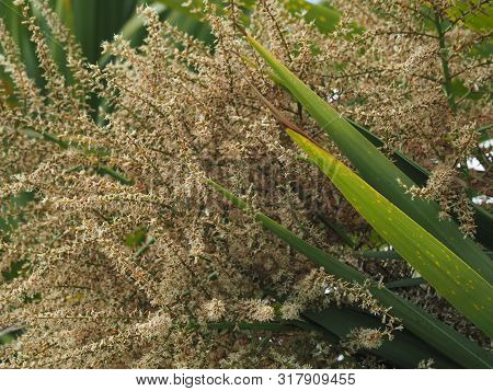 Cabbage Palm Tree (sabal Palm)