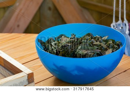 Process Of Making Tea From Blooming Sally Known As Russian Ivan Tea Or Koporye Tea, Leaf Fermentatio