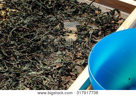Process Of Making Tea From Blooming Sally Known As Russian Ivan Tea Or Koporye Tea, Preparing Leaves