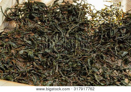 Process Of Making Tea From Blooming Sally Known As Russian Ivan Tea Or Koporye Tea, Preparing Leaves