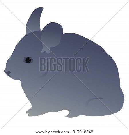 chinchilla pet shop