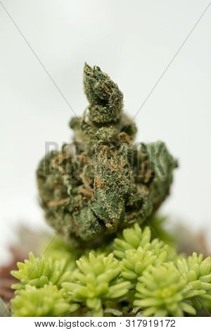 Cannabis Super Lemon Haze Sensi Seeds Fifty Megapixels Macro Background