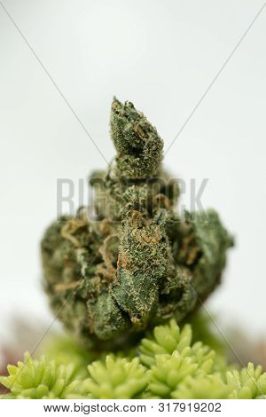 Cannabis Super Lemon Haze Sensi Seeds Fifty Megapixels Macro Background