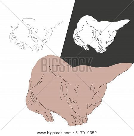 Cute, Silhouette, Beautiful Pet Cat  Sphinx Cat Breed. Bald Cat With Short Hair, Long Bald Tail, Big