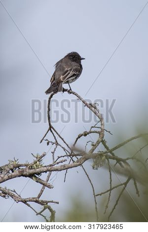 Black Phoebe Stands Alert And Perched On The High Branches Of Vegetation For Better Perspective.