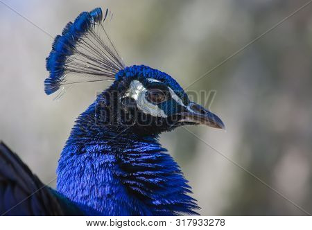Blue Peacock Also Known As A Indian Peafowl. This Large And Brilliantly Colored Male Bird Has A Fan-