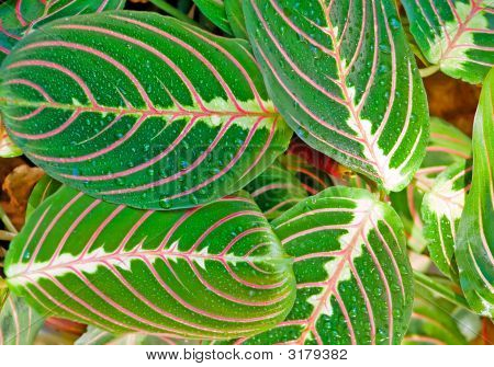 Leafs