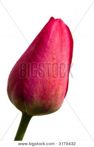 Tulipán rojo