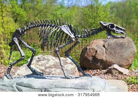 Skeleton Of Horse Eohippus