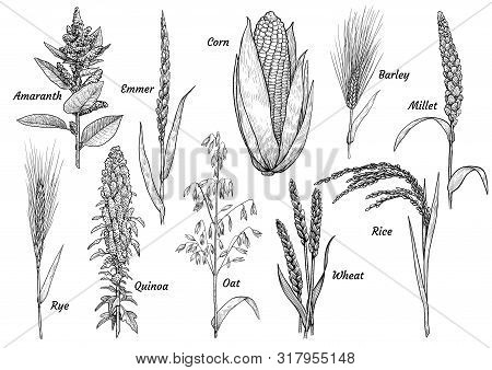 Grain, Collection, Illustration, Drawing, Engraving, Ink, Line Art, Vector